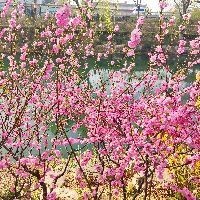 金鳳和彩鳳的區(qū)別【————金鳳形象設計】 金鳳和彩鳳的區(qū)別【————金鳳形象設計】 龍魚百科 第2張