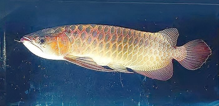 龍魚翻身了還有救嗎【龍魚翻肚急救與康復指南】