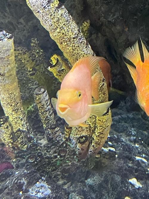 雨花臺水族店【南京雨花臺區水族業態】 全國水族館企業名錄 第2張 雨花臺水族店【南京雨花臺區水族業態】 雨花臺水族店【南京雨花臺區水族業態】 全國水族館企業名錄 第2張