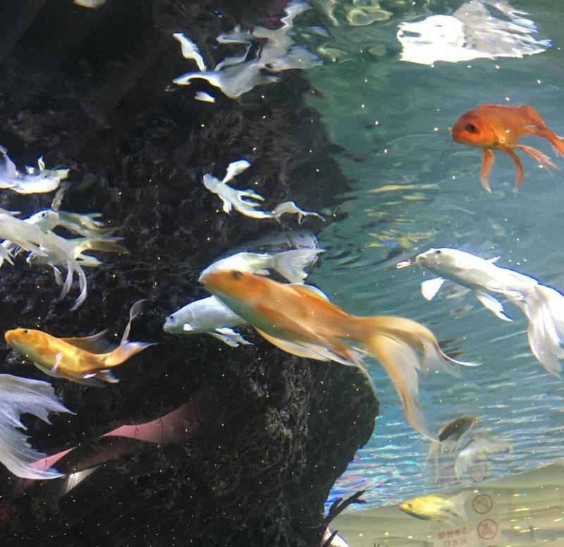 雨花臺水族店【南京雨花臺區水族業態】 全國水族館企業名錄 第4張 雨花臺水族店【南京雨花臺區水族業態】 雨花臺水族店【南京雨花臺區水族業態】 全國水族館企業名錄 第4張