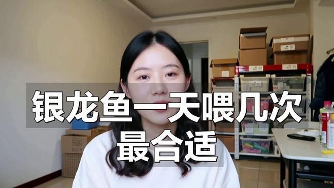 銀龍魚喂食時間安排【銀龍魚一天喂幾次最合適】