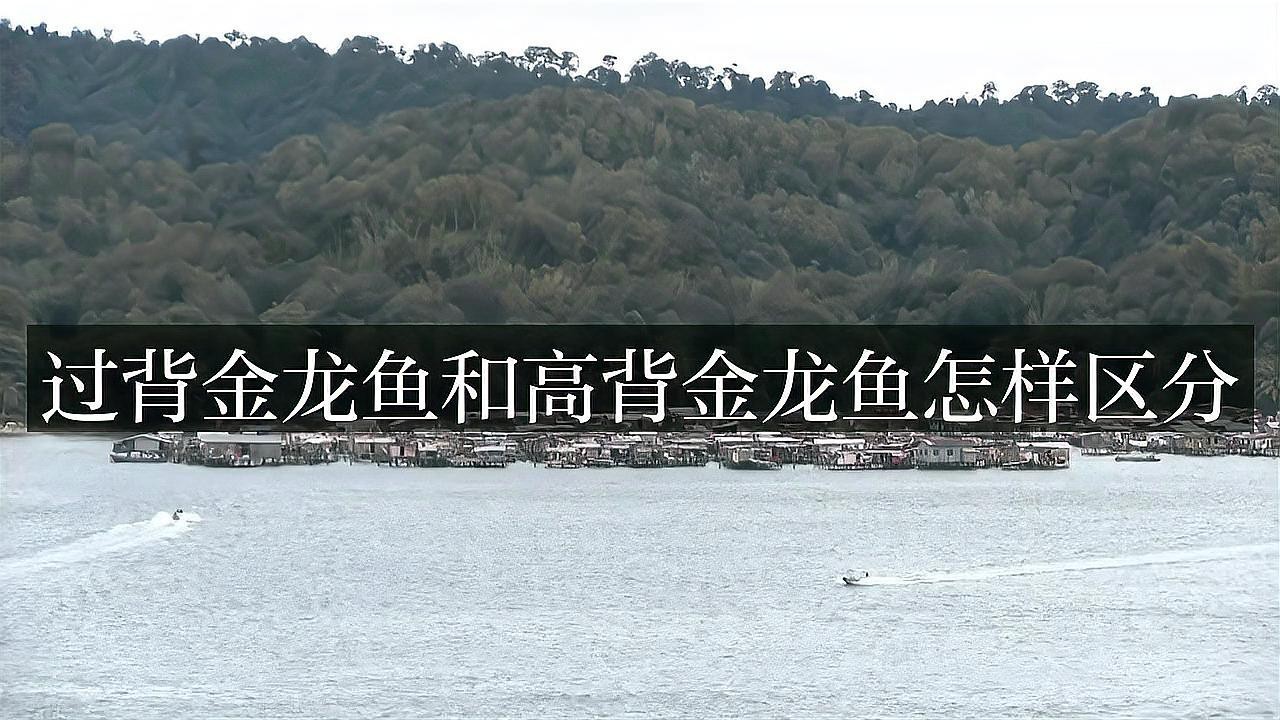 如何區分高背金龍魚與過背金龍魚？【高背與過背金龍魚的區別】