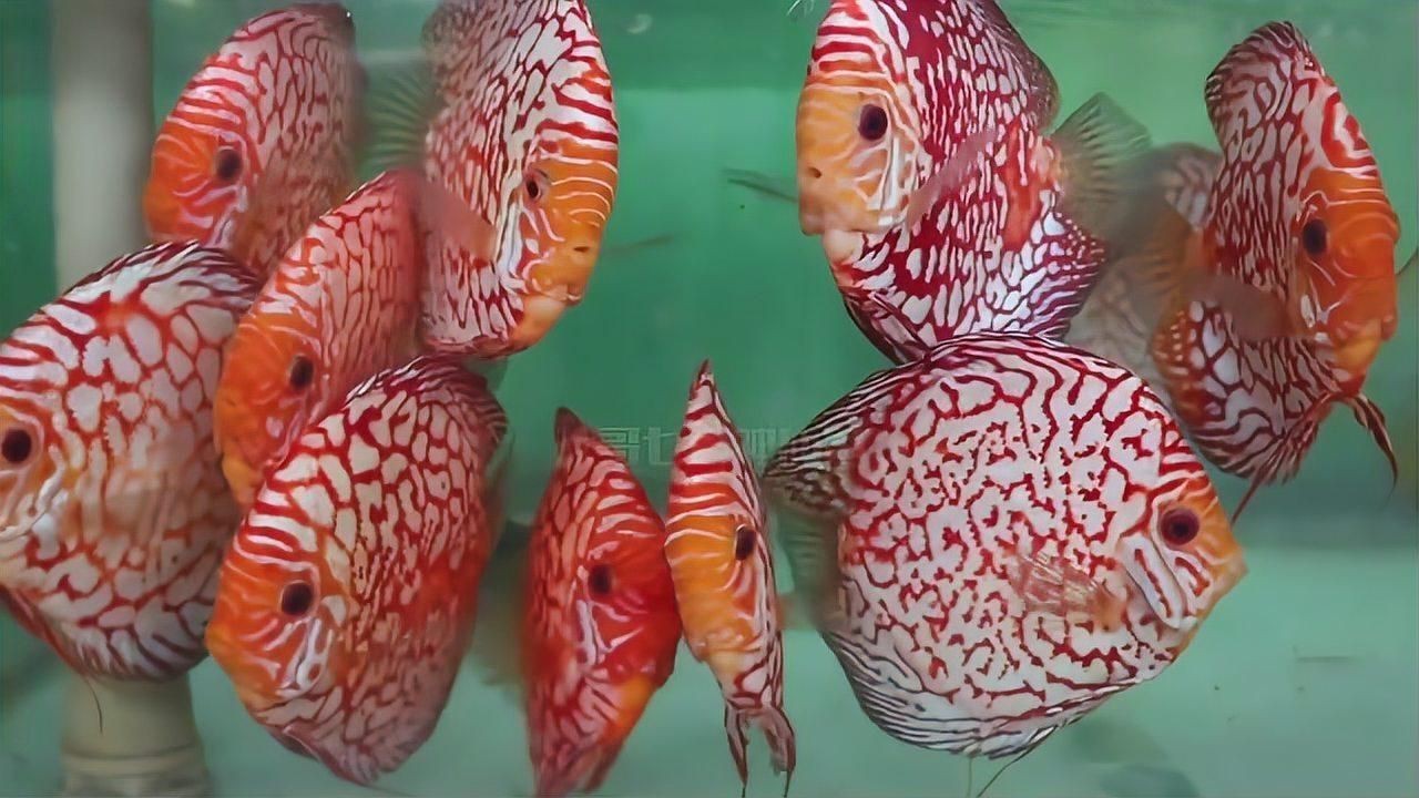 馬來西亞七彩頂級漁場