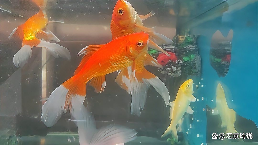 魚好兆頭的成語【關于魚象征好兆頭的成語及其文化內涵的詳細闡述】