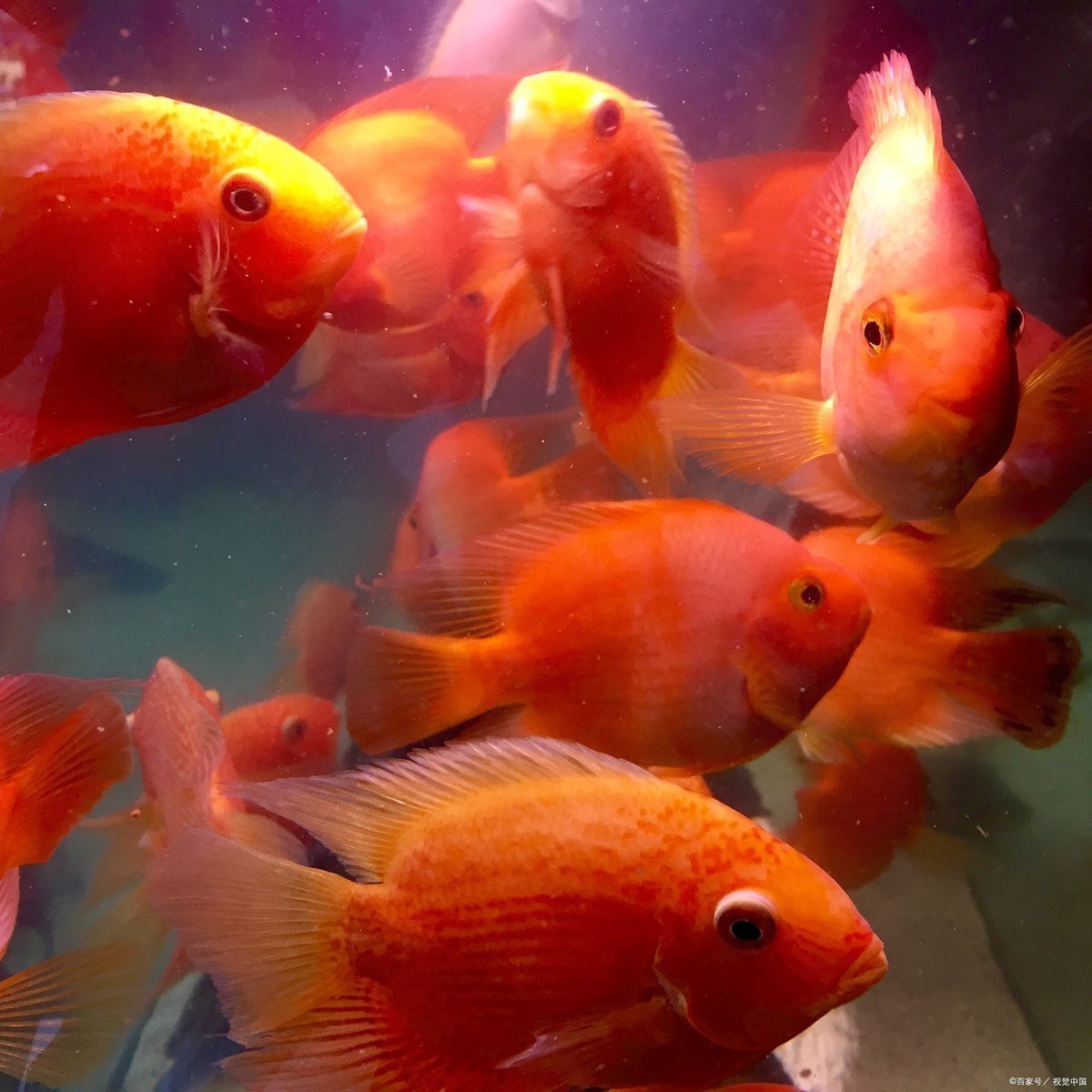 魚好兆頭的成語【關于魚象征好兆頭的成語及其文化內涵的詳細闡述】