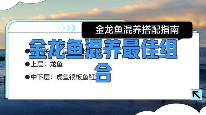 金龍魚的最佳配魚是什么魚【金龍魚和什么魚混養最佳組合】