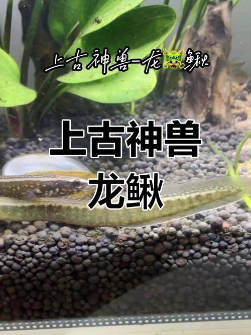 龍鰍魚圖片【<strong><mark>浙江</mark></strong>男子將泥鰍養出“龍形”,網友：有其形卻無其神！】