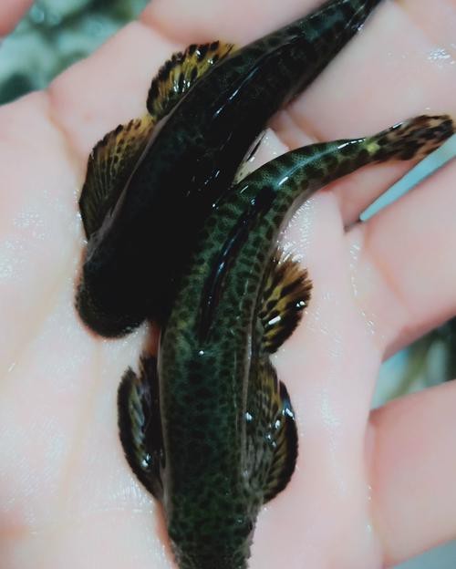 魚缸水渾濁的原因及解決辦法，，魚缸水渾濁怎么辦？