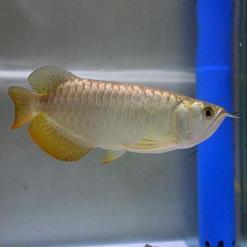 過背金龍魚圖片欣賞【漁業過背金龍魚多少錢一條過背金龍魚如何區分金龍魚】