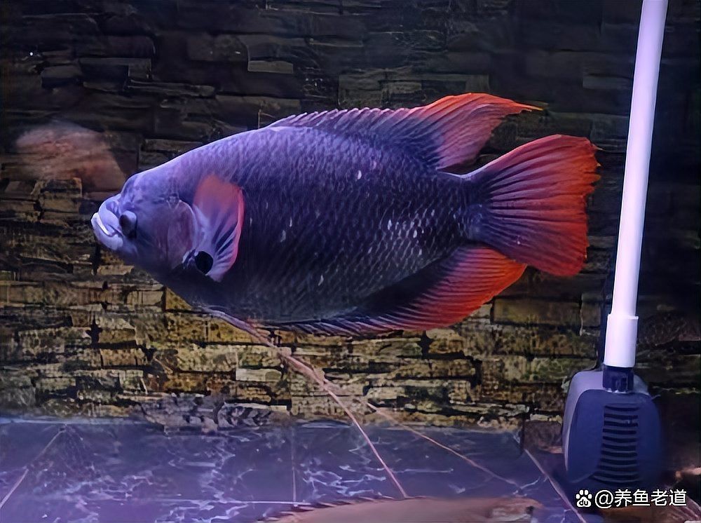 治多龍魚店【治多龍魚店的經營情況如何】 全國水族館企業名錄 第6張 治多龍魚店【治多龍魚店的經營情況如何】 治多龍魚店【治多龍魚店的經營情況如何】 全國水族館企業名錄 第6張