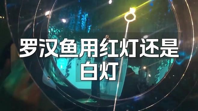 羅漢魚用紅燈還是白燈【養魚羅漢魚用什么燈光效果最好寵物達人】