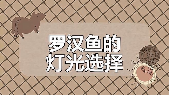 羅漢魚用紅燈還是白燈【養魚羅漢魚用什么燈光效果最好寵物達人】