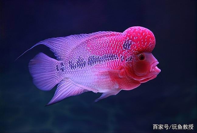 羅漢魚用紅燈還是白燈【養魚羅漢魚用什么燈光效果最好寵物達人】