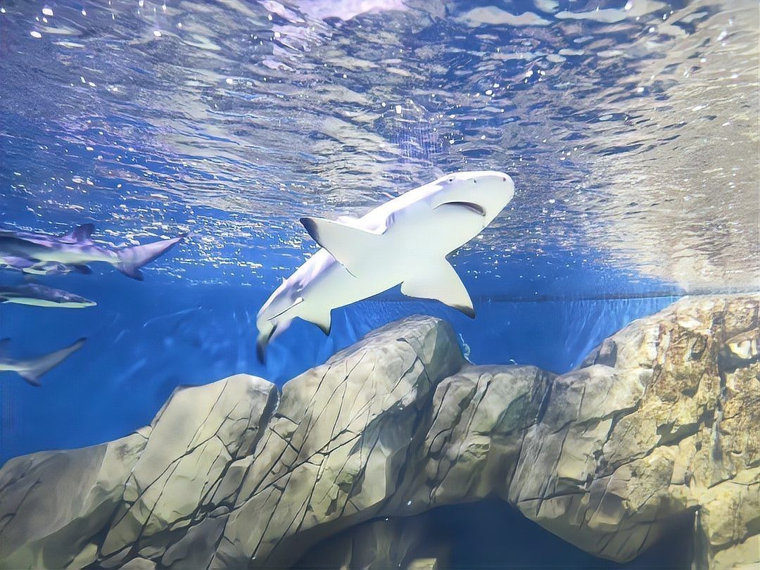 閔行水族店【上海市閔行區(qū)瓊瑩水族店】 閔行水族店【上海市閔行區(qū)瓊瑩水族店】 全國水族館企業(yè)名錄 第1張