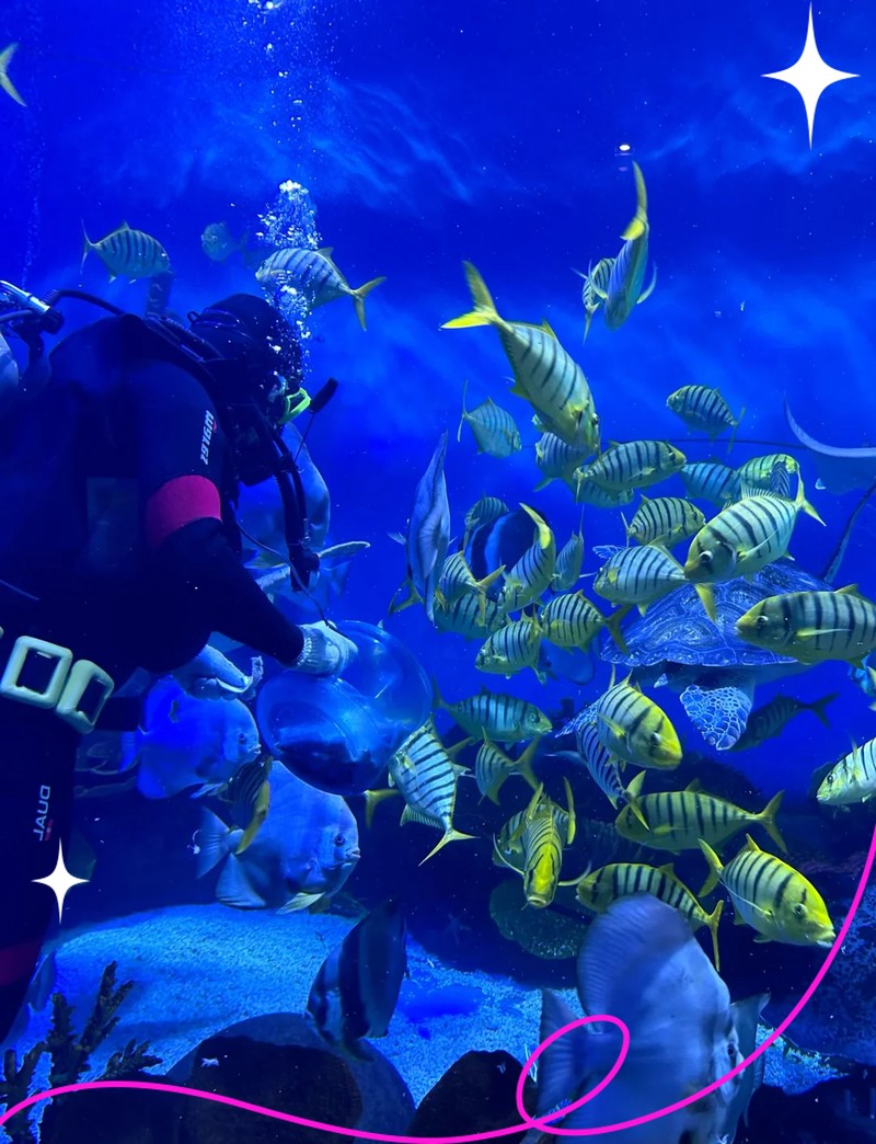 閔行水族店【上海市閔行區(qū)瓊瑩水族店】 閔行水族店【上海市閔行區(qū)瓊瑩水族店】 全國水族館企業(yè)名錄 第2張