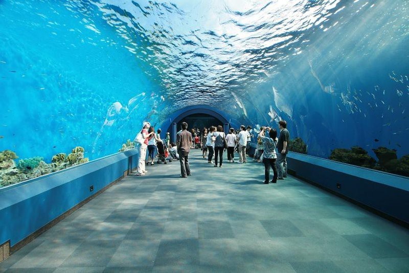 閔行水族店【上海市閔行區(qū)瓊瑩水族店】 閔行水族店【上海市閔行區(qū)瓊瑩水族店】 全國水族館企業(yè)名錄 第4張