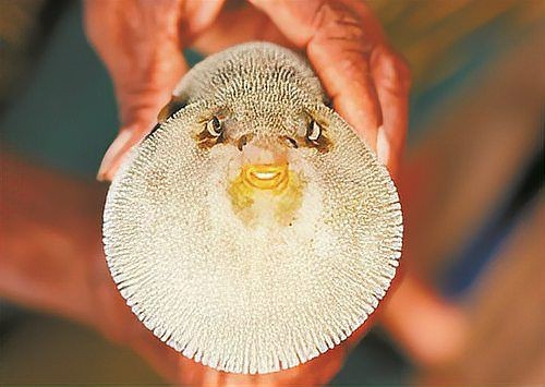 河豚和河鲀是一種魚嘛【河豚與河鲀的區(qū)別】