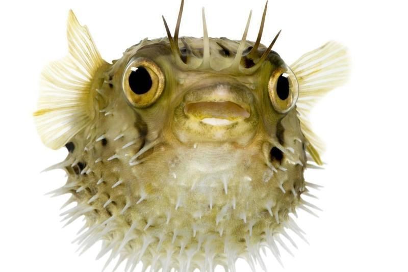 河豚和河鲀是一種魚嘛【河豚與河鲀的區(qū)別】