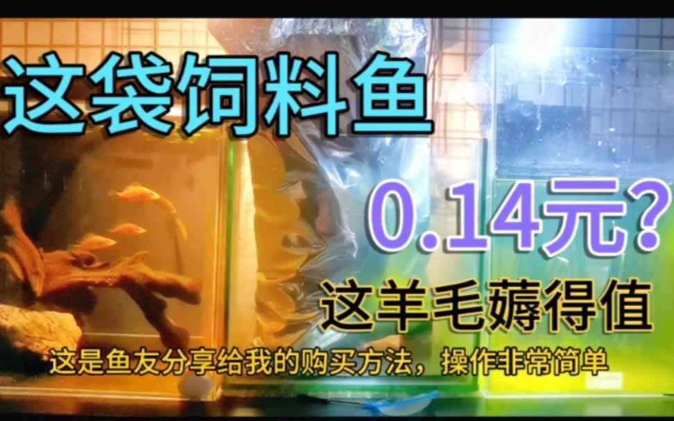 附近哪里有魚苗出售【關于附近魚苗出售渠道的詳細分析及建議及建議及建議】