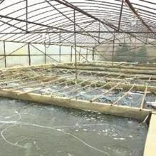 附近哪里有魚苗出售【關于附近魚苗出售渠道的詳細分析及建議及建議及建議】