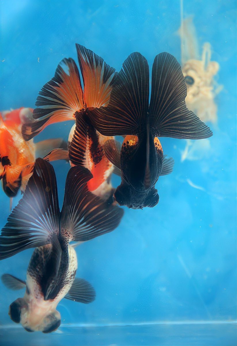 龍魚趴缸可以放鹽嗎？【養龍魚要下鹽嗎好處與壞處有哪些】