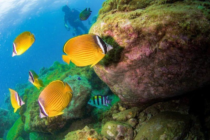 蝴蝶魚品種大全及圖片【如何區分不同種類的蝴蝶魚】 蝴蝶魚品種大全及圖片【如何區分不同種類的蝴蝶魚】 龍魚論壇 第1張
