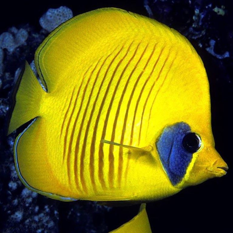 蝴蝶魚品種大全及圖片【如何區分不同種類的蝴蝶魚】 蝴蝶魚品種大全及圖片【如何區分不同種類的蝴蝶魚】 龍魚論壇 第10張