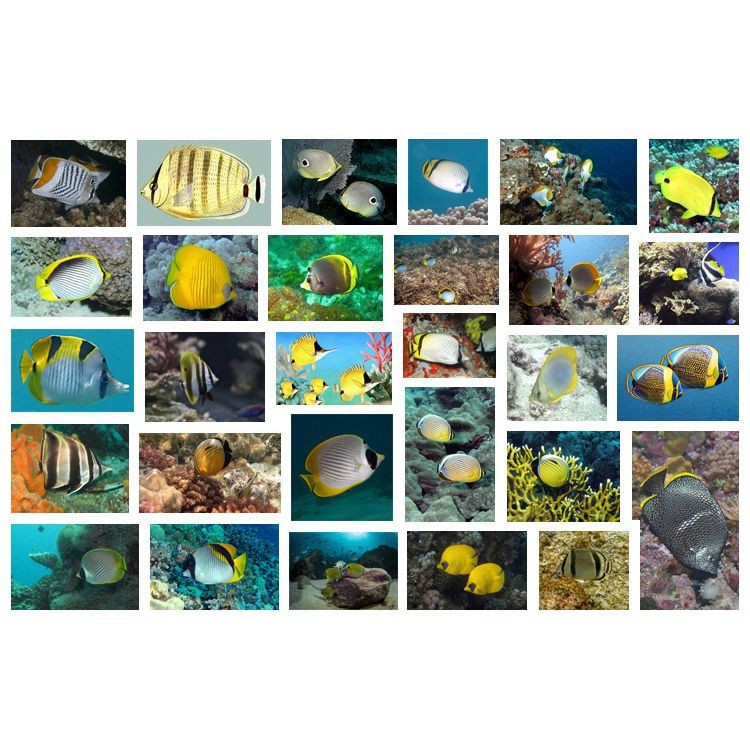 蝴蝶魚品種大全及圖片【如何區分不同種類的蝴蝶魚】 蝴蝶魚品種大全及圖片【如何區分不同種類的蝴蝶魚】 龍魚論壇 第4張