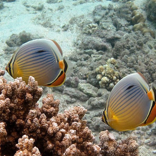 蝴蝶魚品種大全及圖片【如何區分不同種類的蝴蝶魚】 蝴蝶魚品種大全及圖片【如何區分不同種類的蝴蝶魚】 龍魚論壇 第8張