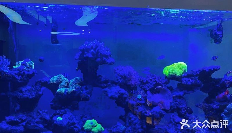 白云水族店【廣州市白云區(qū)主要水族店綜合信息】 白云水族店【廣州市白云區(qū)主要水族店綜合信息】 全國水族館企業(yè)名錄 第2張