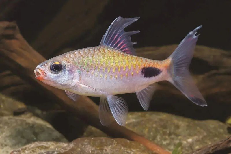 防止魚打架最有效方法【觀賞魚為什么要打架，我們該怎么制約缸霸養(yǎng)魚老道】