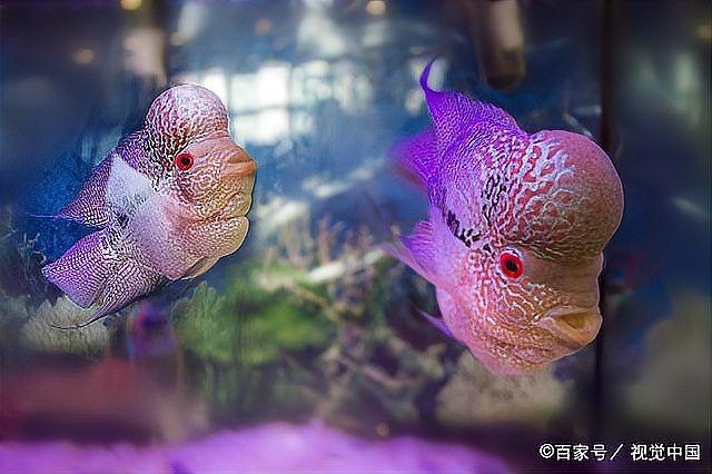 防止魚打架最有效方法【觀賞魚為什么要打架，我們該怎么制約缸霸養(yǎng)魚老道】