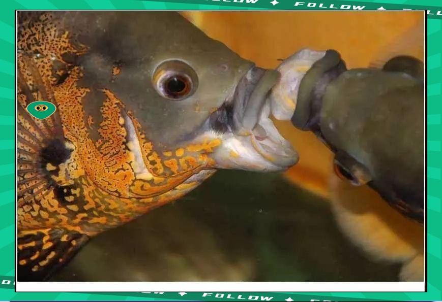 防止魚打架最有效方法【觀賞魚為什么要打架，我們該怎么制約缸霸養(yǎng)魚老道】