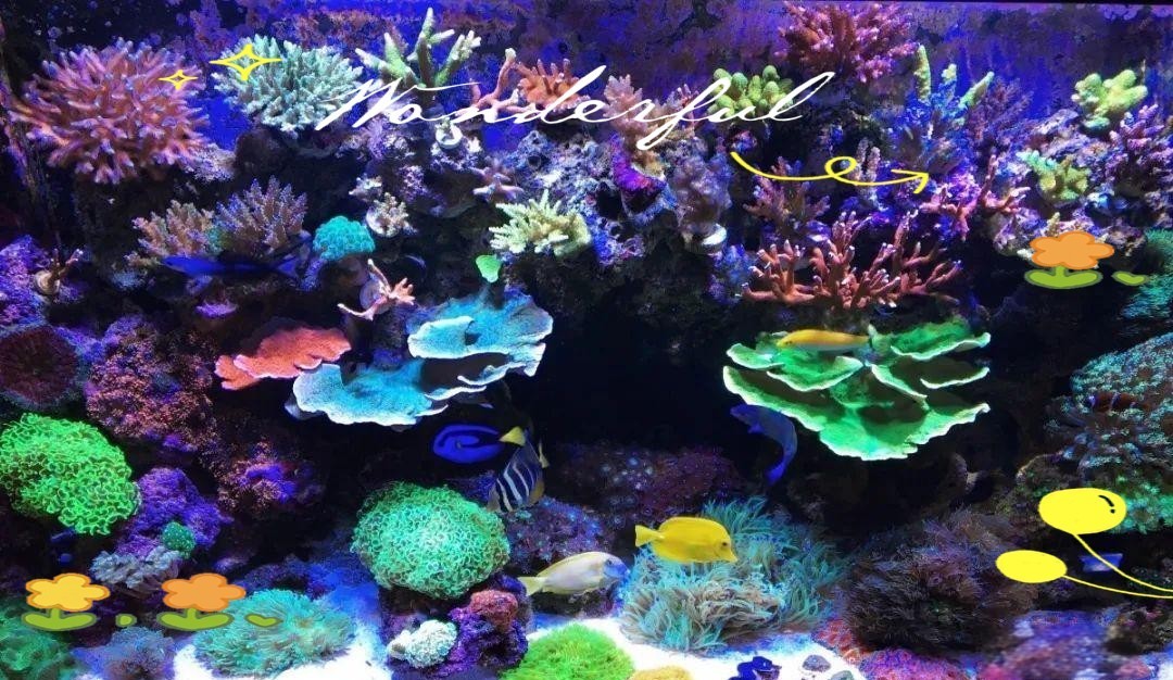 防止魚打架最有效方法【觀賞魚為什么要打架，我們該怎么制約缸霸養(yǎng)魚老道】