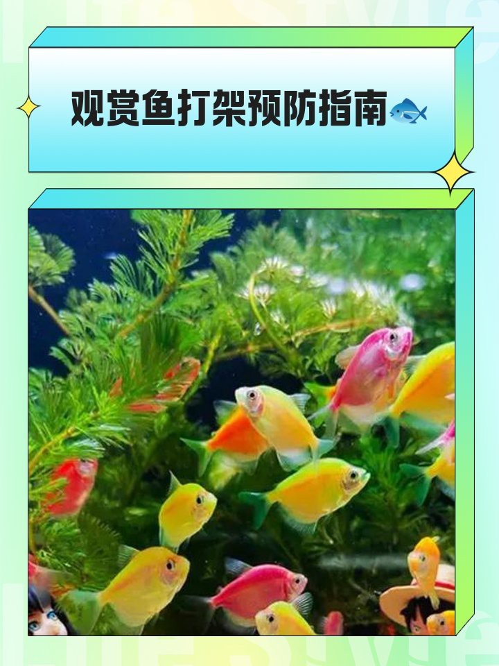防止魚打架最有效方法【觀賞魚為什么要打架，我們該怎么制約缸霸養(yǎng)魚老道】