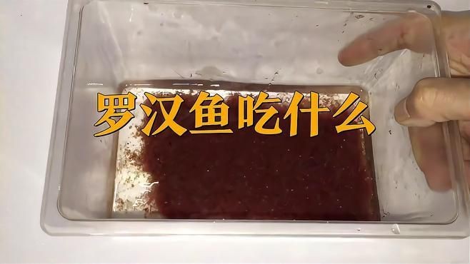 馬來西亞羅漢魚最忌三種食物【馬來西亞羅漢魚飼養(yǎng)需特別注意以下三類禁忌食物】