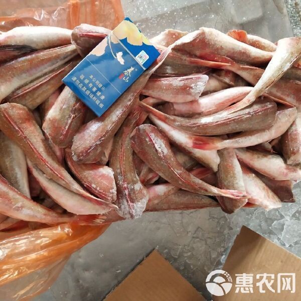 紅頭魚的價格【山東臨沂紅頭魚產地貨源批發價格行情】