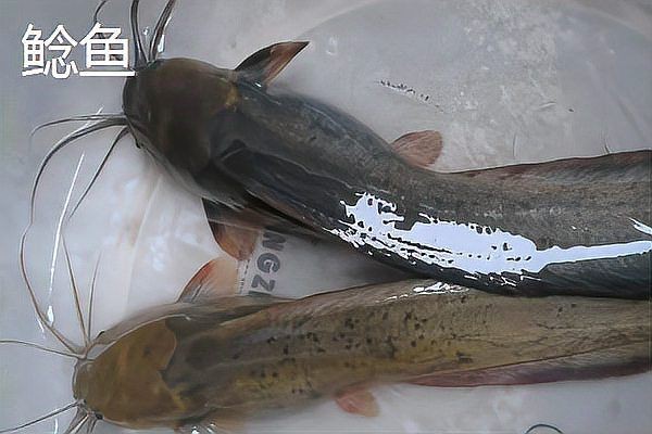 鮰魚有幾種顏色【鮰魚和鯰魚有什么區別】