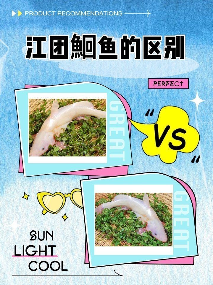 鮰魚有幾種顏色【鮰魚和鯰魚有什么區別】