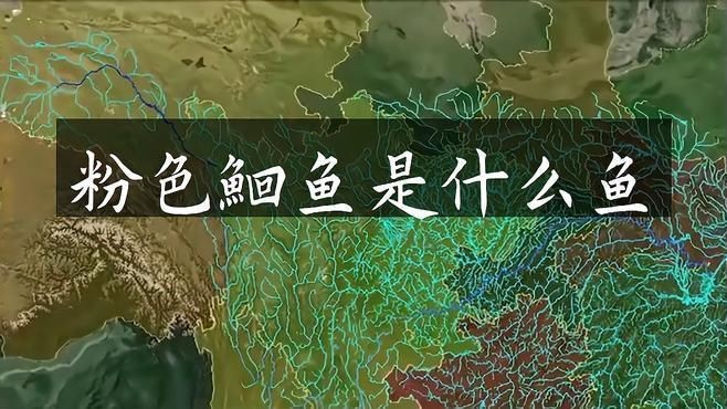 鮰魚有幾種顏色【鮰魚和鯰魚有什么區別】
