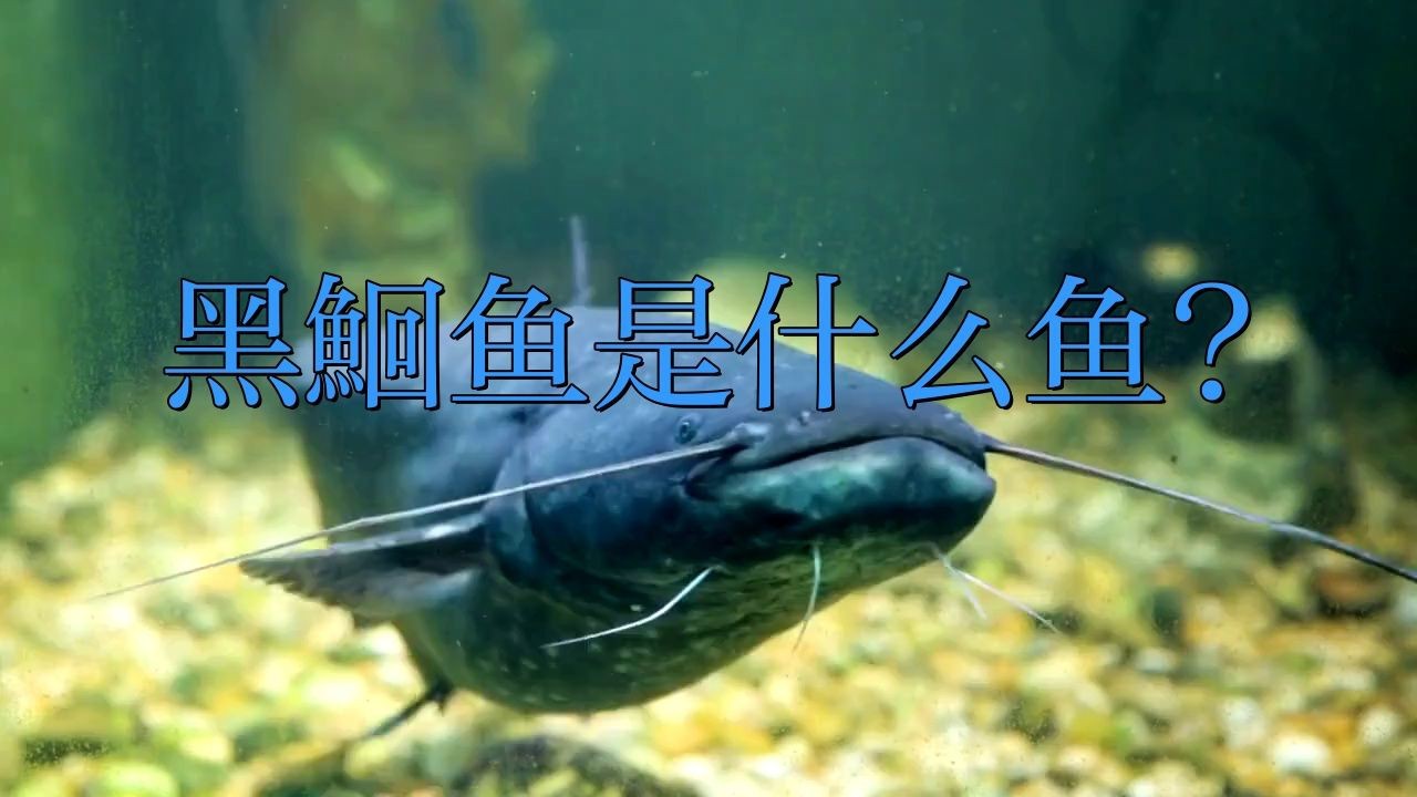 鮰魚有幾種顏色【鮰魚和鯰魚有什么區別】