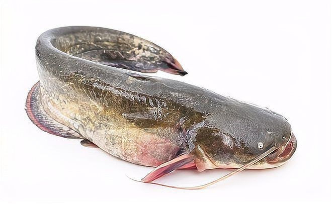 鮰魚有幾種顏色【鮰魚和鯰魚有什么區別】