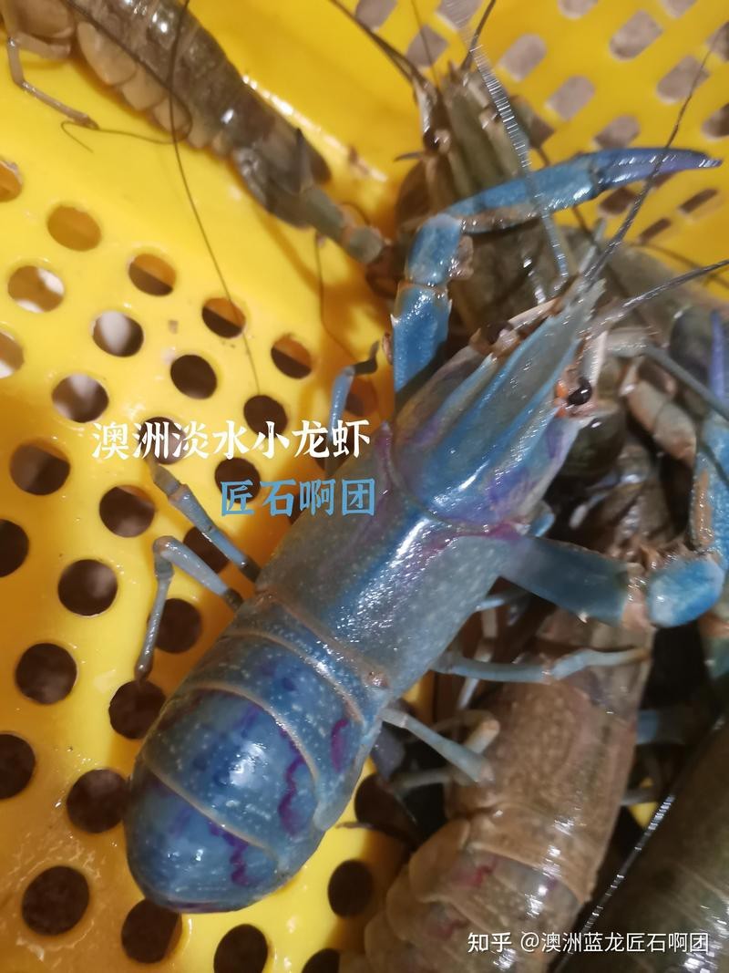 藍龍繁殖后多久可以再次繁殖？【關于藍龍（此處指澳洲淡水小龍蝦或藍曼龍魚等不同物種）的繁殖間隔時間】