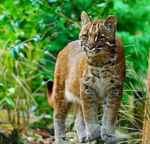 金貓圖片大全大圖【動物科普：國家二級保護動物——金貓】 金貓圖片大全大圖【動物科普：國家二級保護動物——金貓】 龍魚百科 第9張