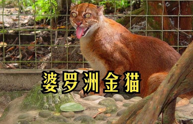 金貓圖片大全大圖【動物科普：國家二級保護動物——金貓】 金貓圖片大全大圖【動物科普：國家二級保護動物——金貓】 龍魚百科 第11張