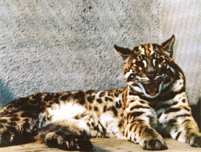 金貓圖片大全大圖【動物科普：國家二級保護動物——金貓】 金貓圖片大全大圖【動物科普：國家二級保護動物——金貓】 龍魚百科 第23張
