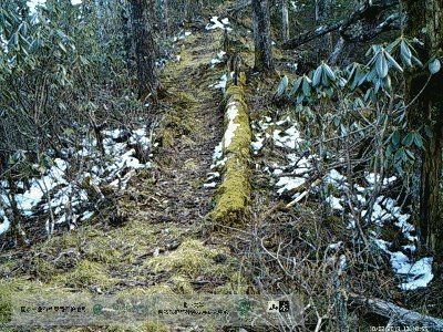 金貓圖片大全大圖【動物科普：國家二級保護動物——金貓】 金貓圖片大全大圖【動物科普：國家二級保護動物——金貓】 龍魚百科 第29張