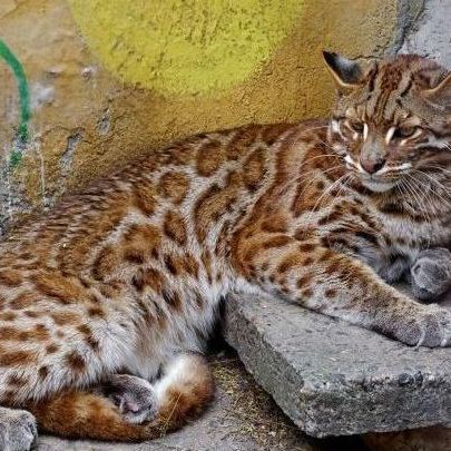 金貓圖片大全大圖【動物科普：國家二級保護動物——金貓】 金貓圖片大全大圖【動物科普：國家二級保護動物——金貓】 龍魚百科 第34張
