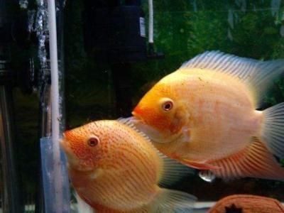 金菠蘿魚怎么分公母【如何區分金菠蘿魚】