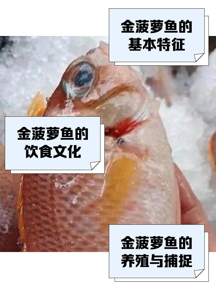 金菠蘿魚怎么分公母【如何區分金菠蘿魚】